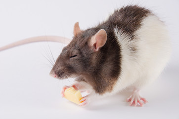 Funny black and white rat eating cheese (with its eyes closed in pleasure)