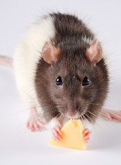 Closeup of a black and white rat eating cheese