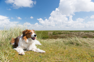 Dog on Dutch island Terschelling