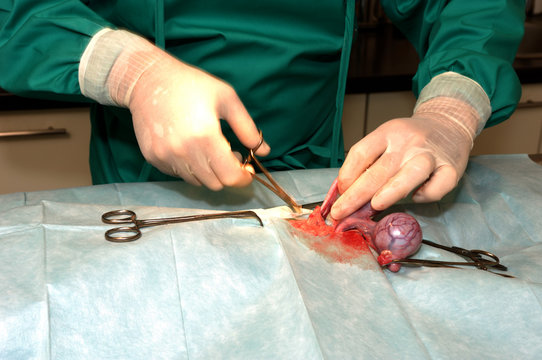 Le v&eacute;t&eacute;rinaire chirurgien op&egrave;re un chien. Ablation chirurgicale des testicules..Un mat&eacute;riel de laboratoire chirurgicale, une anesth&eacute;sie g&eacute;n&eacute;rale.