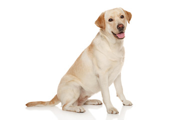 Beautiful Labrador retriever