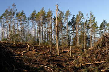 Clear cutting operation/Cleaning an area of pine trees, Stavanger, Norway.