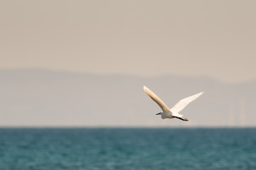 Fototapeta na wymiar White heron flying at a wetland. 