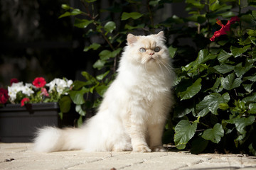 himalayan cat - Powered by Adobe