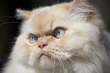 closeup, himalayan cat