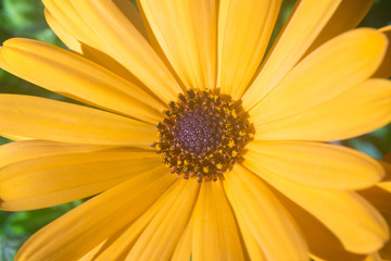 Yellow margarita garden flower close up.
