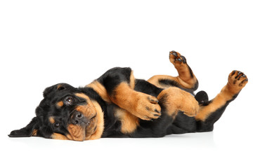 Rottweiler puppy resting in front of white