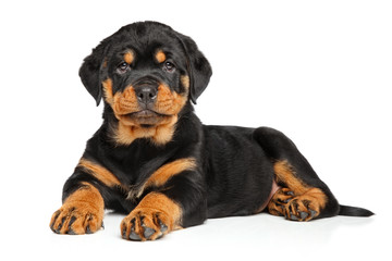 Fototapeta premium Rottweiler puppy lies down on white