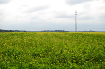 Rapeseed field