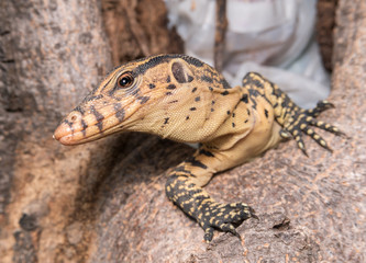 baby Varanus salvator
