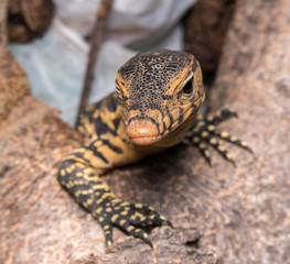 baby Varanus salvator
