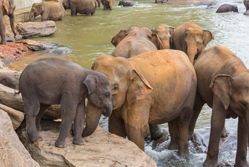 Cuddling elephant and baby elephant, Sri Lanka