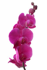 Lila Orchidee auf weissem Hintergrund