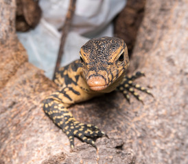 baby Varanus salvator
