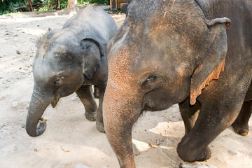 Obraz premium Elephant calf and elephant mom walking