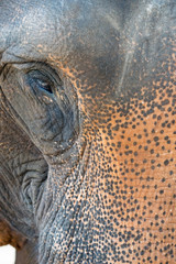 Close up face and eye elephant