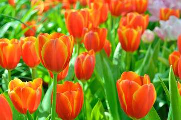 Fototapeta premium Field of many Red tulips