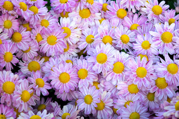 Soft purple Chrysanthemum flowers nature abstract background