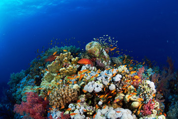 Fototapeta na wymiar Coral reef and fishes in the Red Sea, Egypt.
