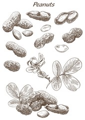 peanuts set of sketches - 104190108