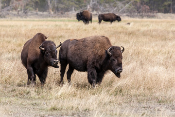 Bison (buffalo) in Yellowstone National Park