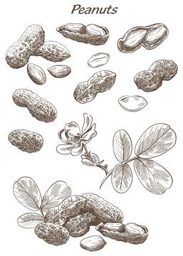 peanuts set of sketches