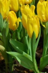 Field of many yellow tulips