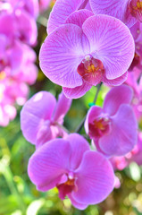 Fototapeta na wymiar Colorful of orchid in garden