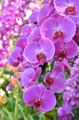 Fototapeta na wymiar Colorful of orchid in garden
