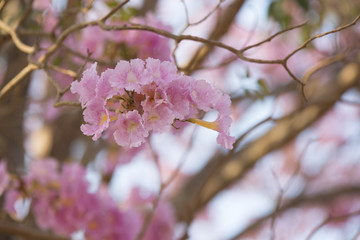 Soft-focus flowers Pink Watch