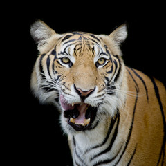 Naklejka premium Czarno-biały tygrys wyglądający na swoją ofiarę i gotowy ją złapać.