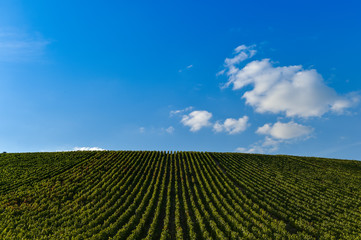 Vineyard Sunrise - Champagne Vineyard