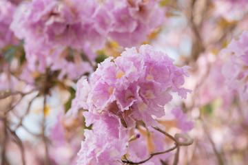 Pink flowers, pink trumpet tree