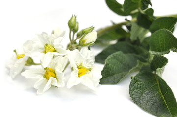 White flowers on a potato plant isolated on white background
