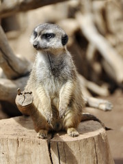 Meerkat keep watch 