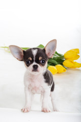 Chihuahua dog with yellow tulips 