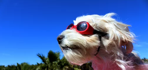 Photo sur Plexiglas Chien chien de vacances