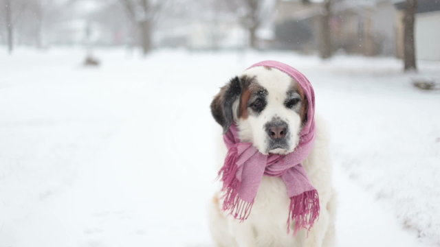 Saint Bernard dog looking sad in snow, video