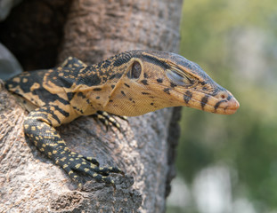 baby Varanus salvator
