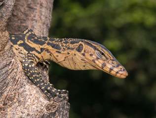 baby Varanus salvator

