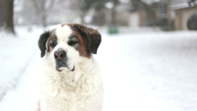 Unhappy Saint Bernard dog in snow, video
