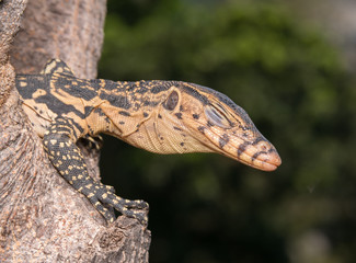 baby Varanus salvator
