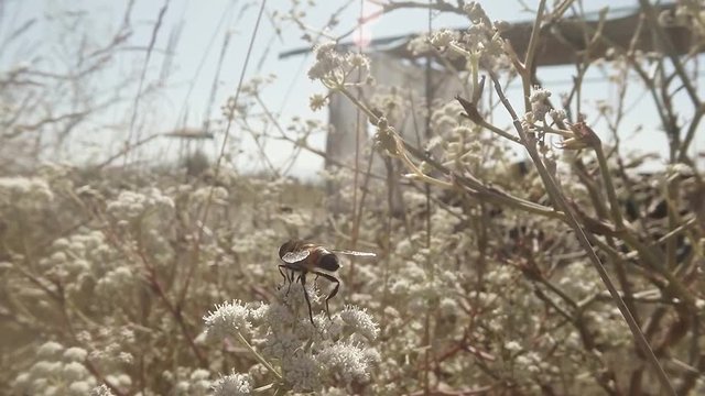 Honeybee Collecting Pollen From Flowers in the Bush on a Background of Construction