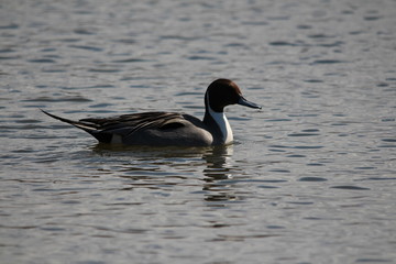 オナガガモ / 水辺に浮かんでいるオナガガモを側面から撮影しました。