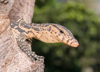 baby Varanus salvator

