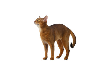 Funny Abyssinian Cat Standing and Looking up isolated on White