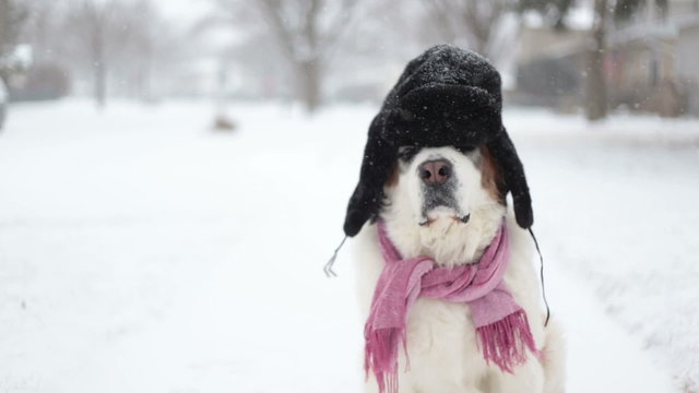 Saint Bernard dog sitting in snow with Russian hat, video