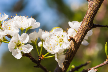 White Wild Himalayan cherry flowers