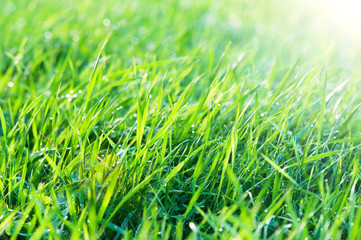 Green grass in the sunshine