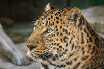 jaguar, close-up side view